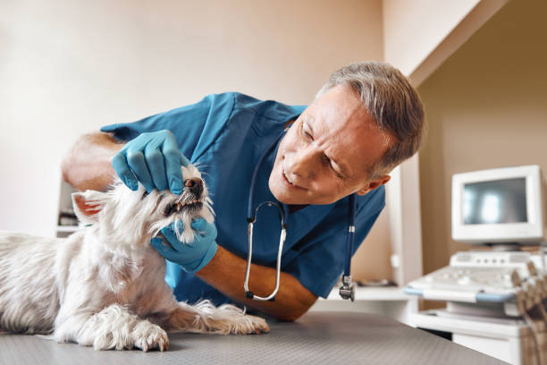 Best Emergency Treatment for Dental Infections or Abscesses in Gregory, SD